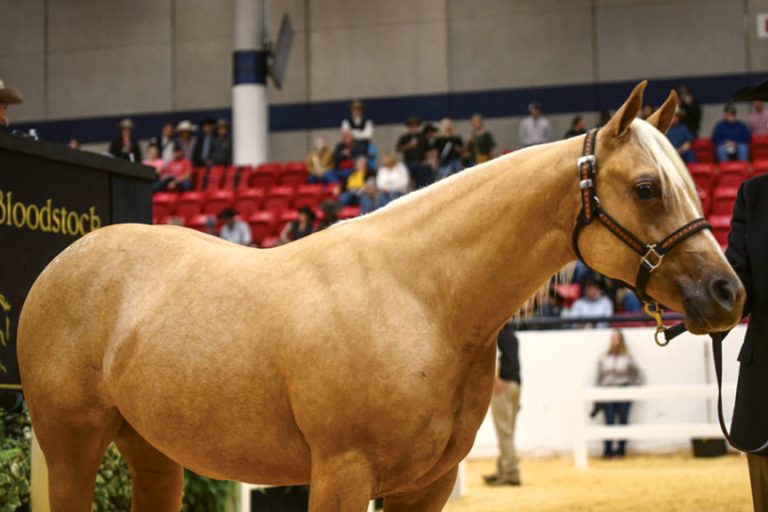 News 2022 NRCHA Snaffle Bit Futurity Sales Strong from Start to Finish Western Bloodstock