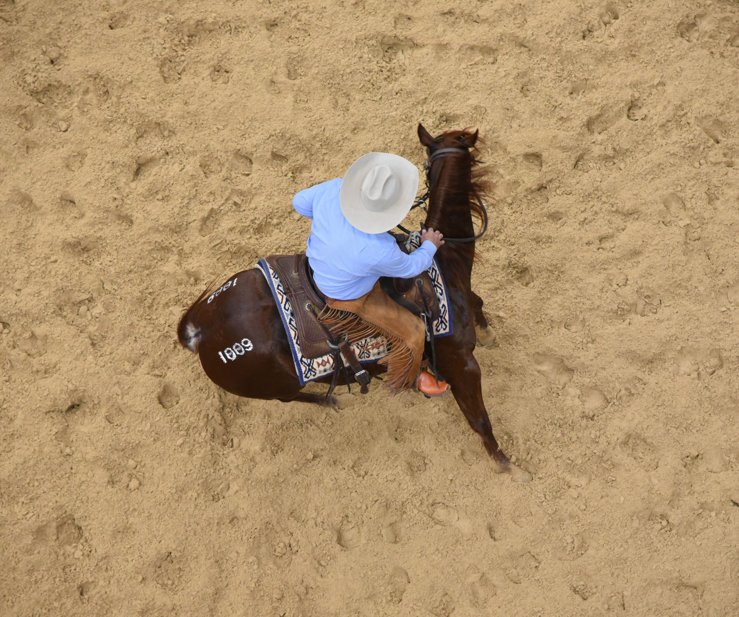 Inside the Western Bloodstock sale ring